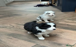 Border Collie dogs for sale: Stunning Border Collie Pups  - Image 10