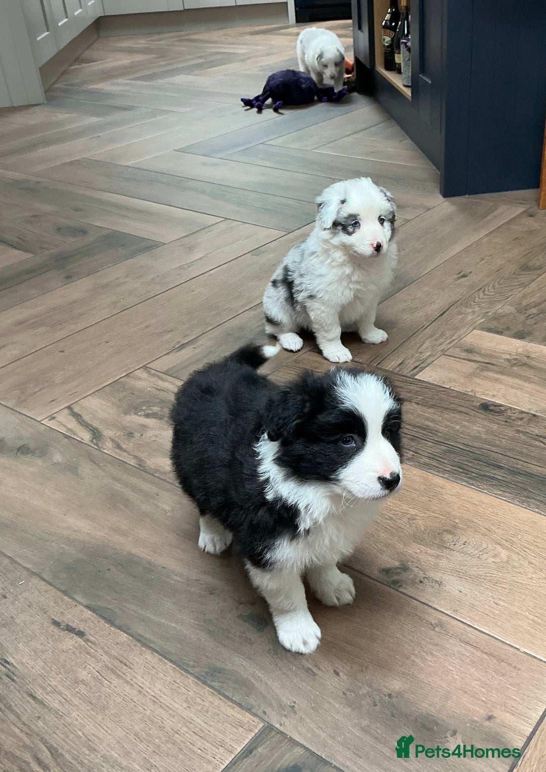 Border Collie dogs for sale: Stunning Border Collie Pups  - Image 10