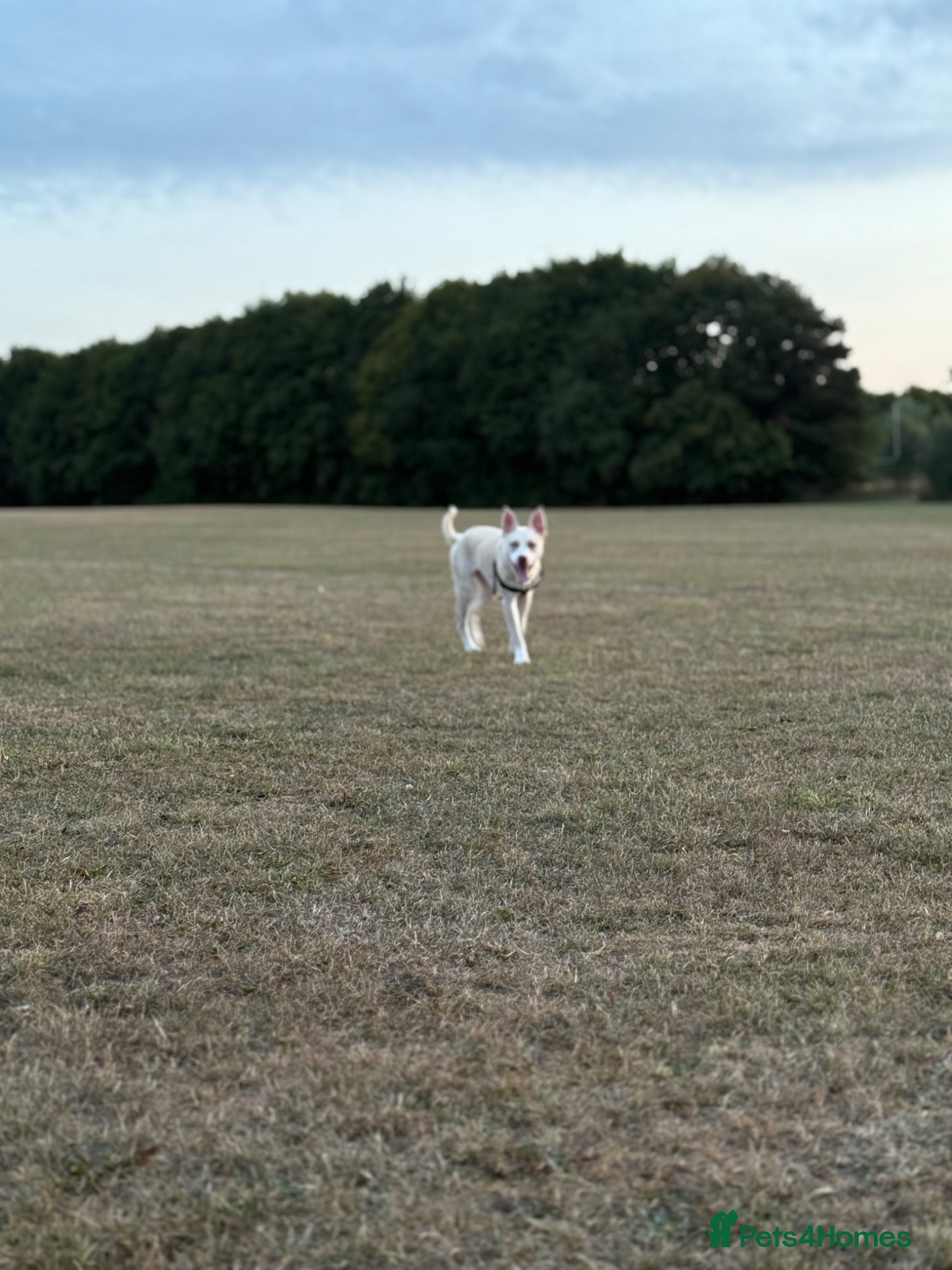 Mixed Breed dogs Luna.  - Advert 1