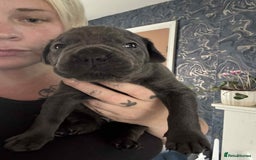 Cane Corso dogs for sale: Beautiful cane corso puppies  - Image 9
