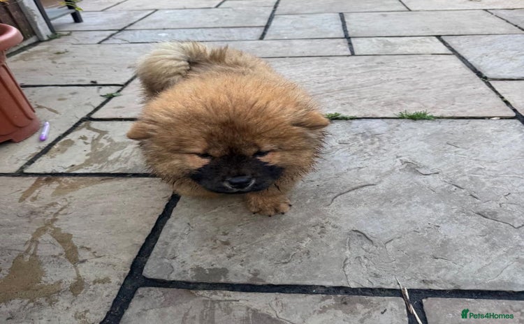 Chow Chow dogs - Advert 1