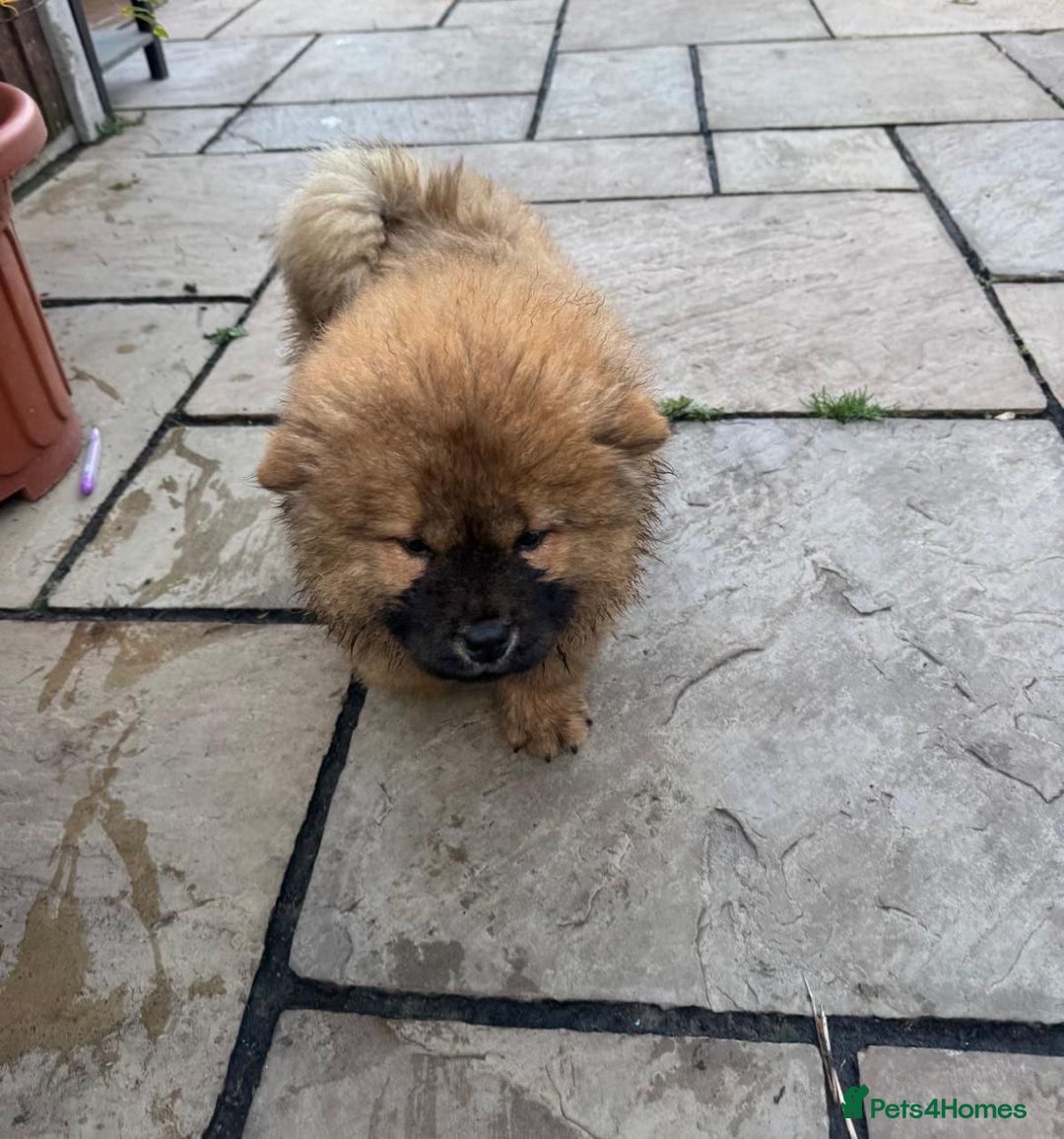 Chow Chow dogs for sale: Adorable mini chow chow pups  - Advert 1