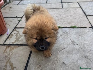 Chow Chow dogs Adorable mini chow chow pups - Advert 21