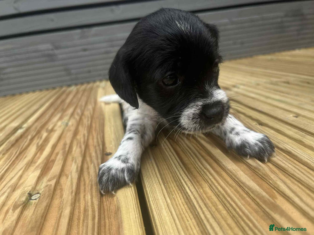 Mixed Breed dogs for sale: Stunning jackapoo x cocapoo puppies - Image 30