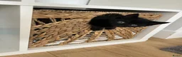 Mixed Breed cats for sale: 4 boys 1 girl ready to go now in Tonbridge - Advert 5