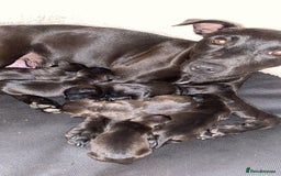 Patterdale Terrier dogs for sale: Patterdale terrier puppies  - Image 10