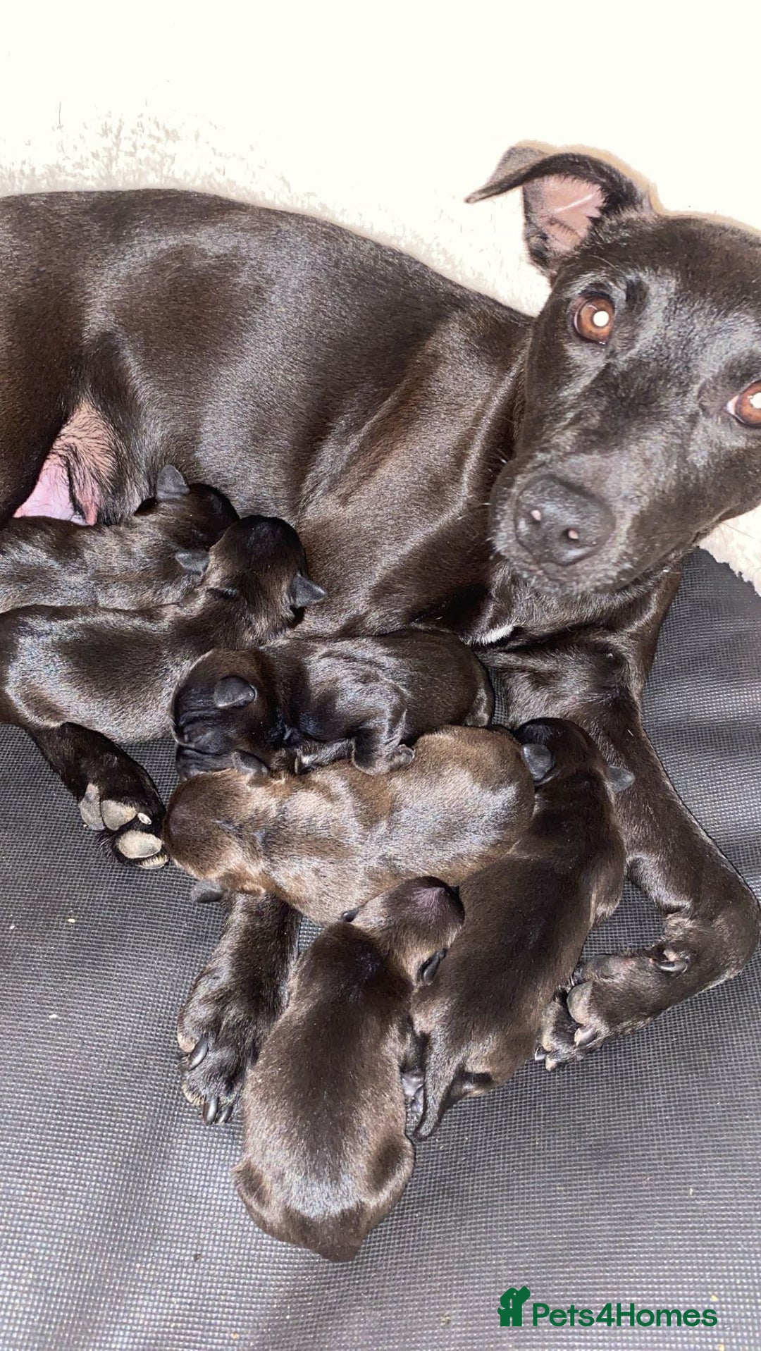 Patterdale Terrier dogs for sale: Patterdale terrier puppies  - Image 10