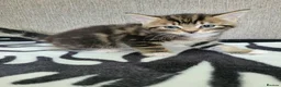 Mixed Breed cats for sale: Lovely Tabby Kittens  - Advert 6