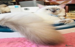 Ragdoll cats for sale: SILKY ADORABLE RAGDOLL KITTEN CHAMPIONLINE - Image 14