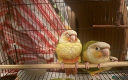 Conures birds for sale: Hand-Fed Pineapple Conure — Super Tame & Friendly - Image 4