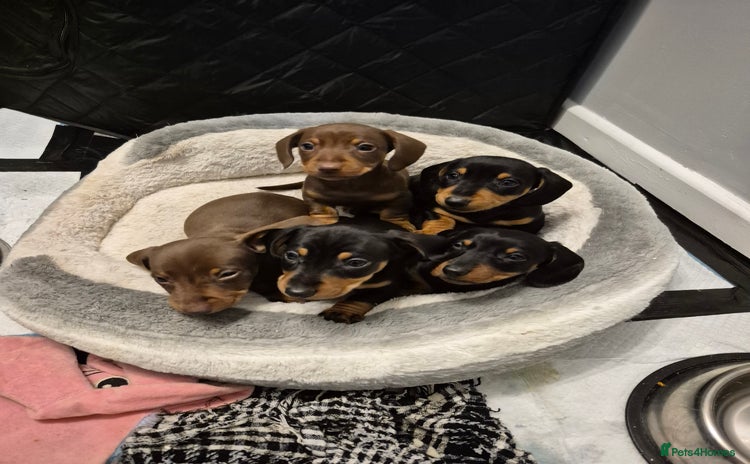 Miniature Dachshund dogs - Advert 11