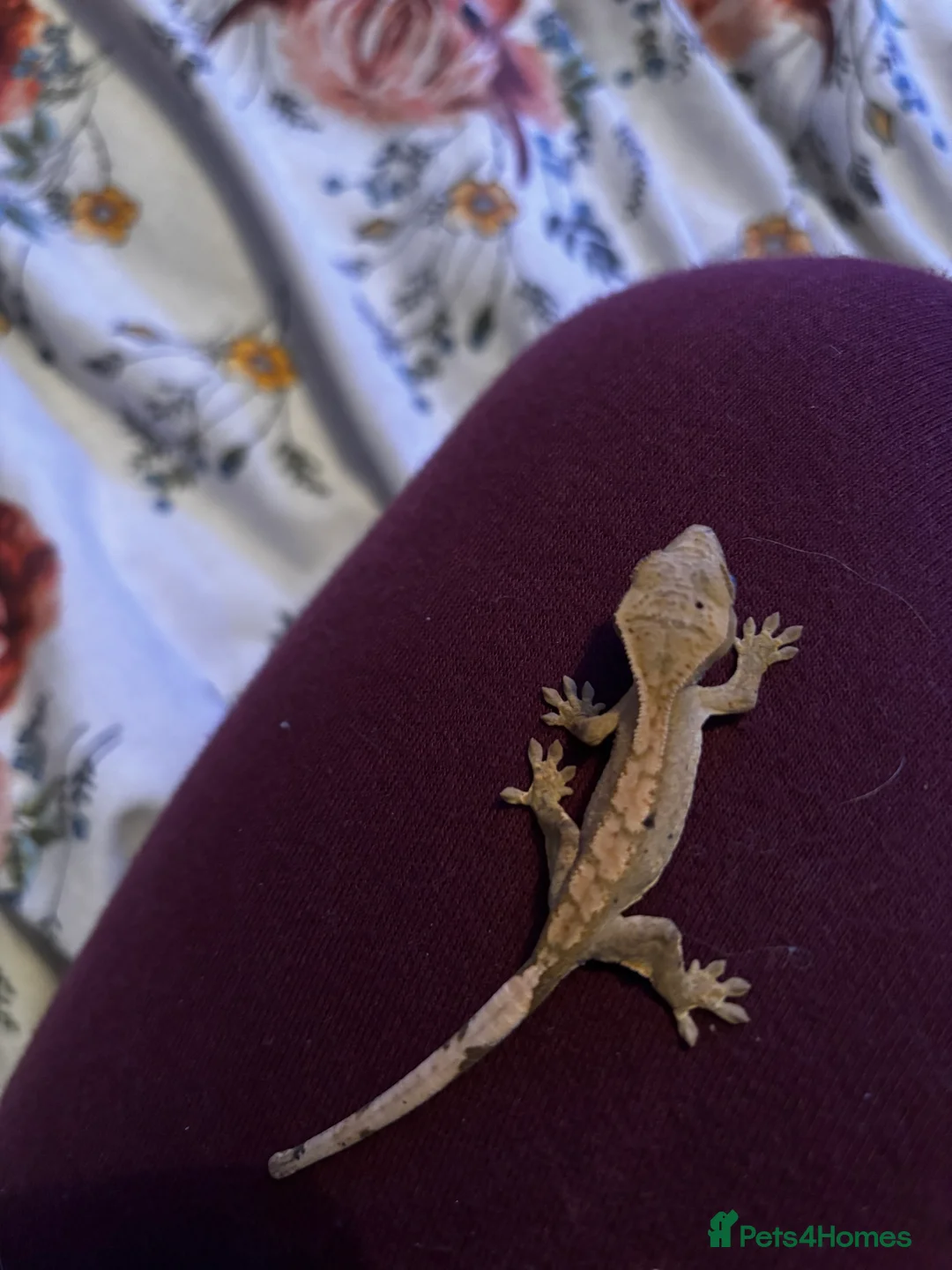 Gecko reptiles for sale: Baby crested geko  - Advert 15