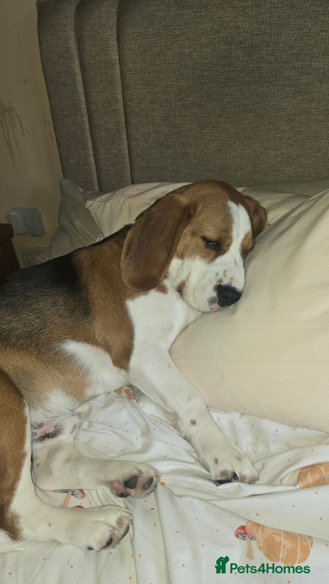 Mixed Breed dogs for sale: Beagle bocker puppy - Image 4