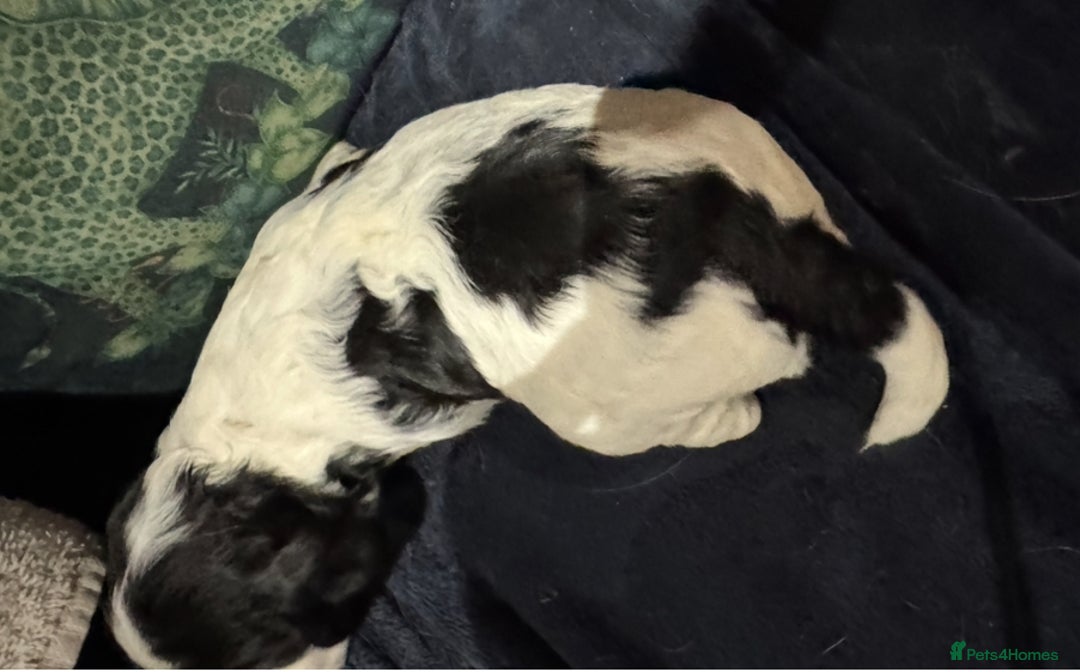 Cocker Spaniel dogs for sale: KC show cocker puppies black white blue roan - Image 13