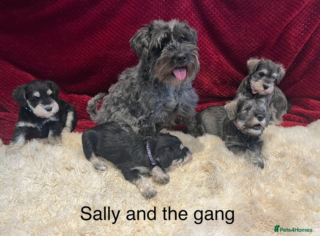 Miniature Schnauzer dogs for sale: Beautiful, KC Registered, health & BVA eye tested. - Advert 2