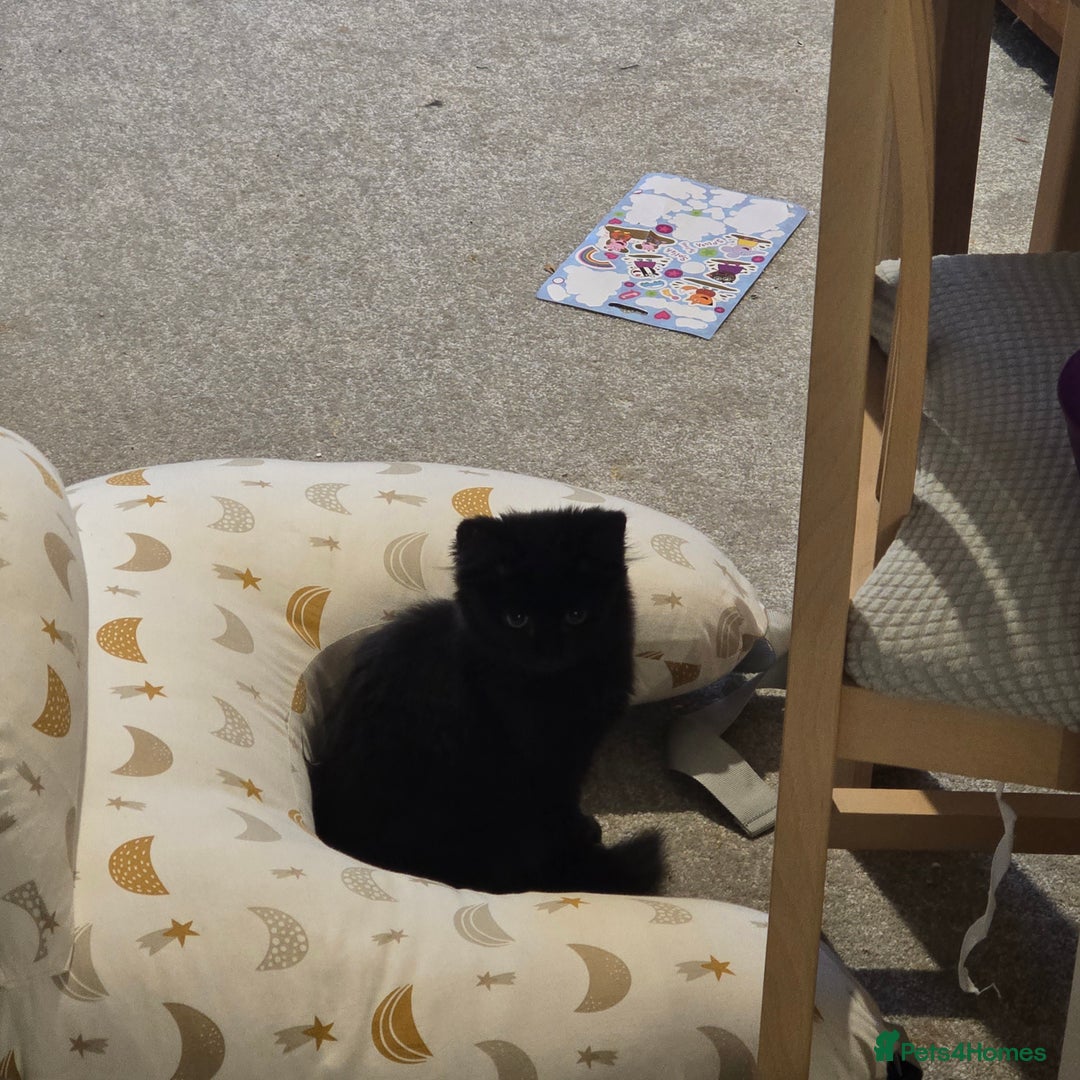 Mixed Breed cats for sale: *Last black female left*  - Advert 3