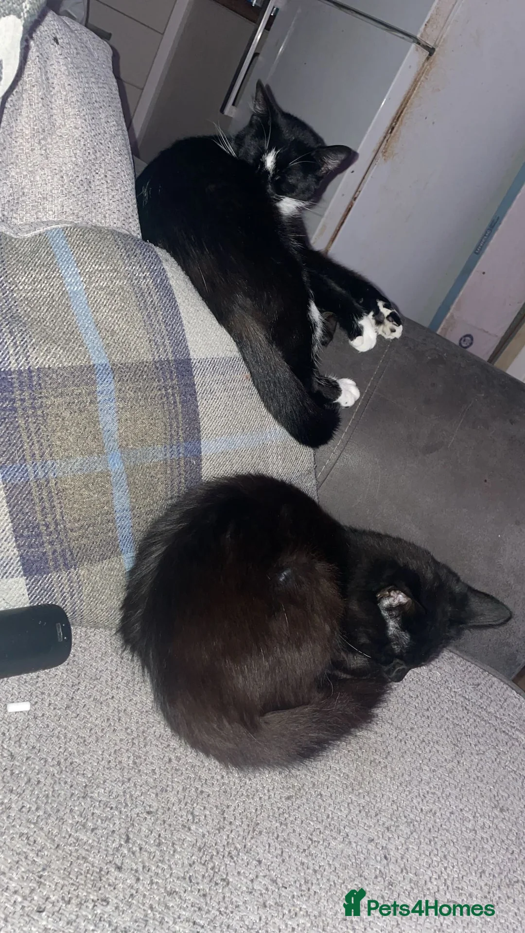 Mixed Breed cats for sale: 3 beautiful Kitten   in Lutterworth - Advert 2