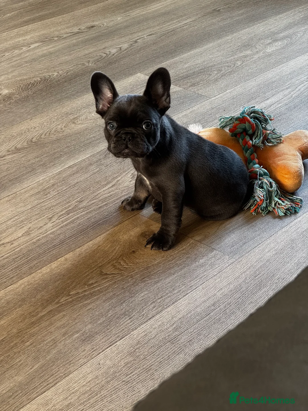 French Bulldog dogs for sale: French Bulldog Bitch - Advert 7
