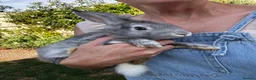 Lionhead rabbits for sale: Various Lionhead rabbit babies £45 each - Advert 4