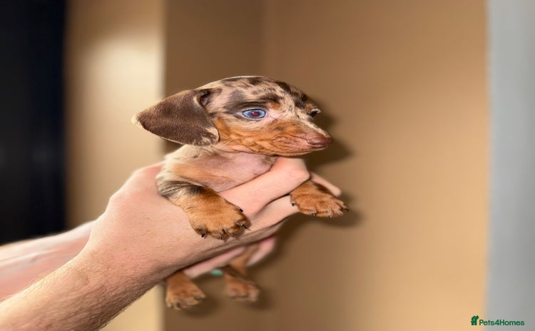 Miniature Dachshund dogs - Advert 12