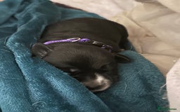 Mixed Breed dogs for sale: Labrador cross Dalmatian puppies - Advert 2