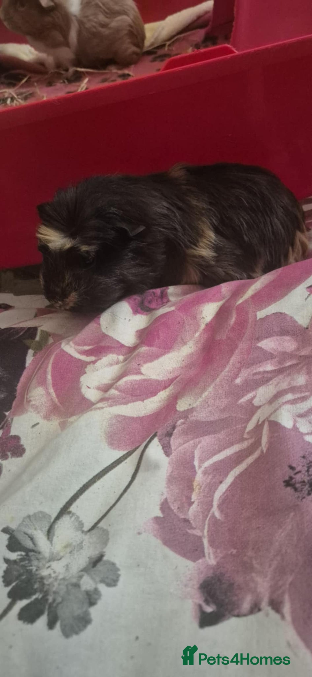 Guinea Pig rodents for sale: Male Guinea pigs - Image 5