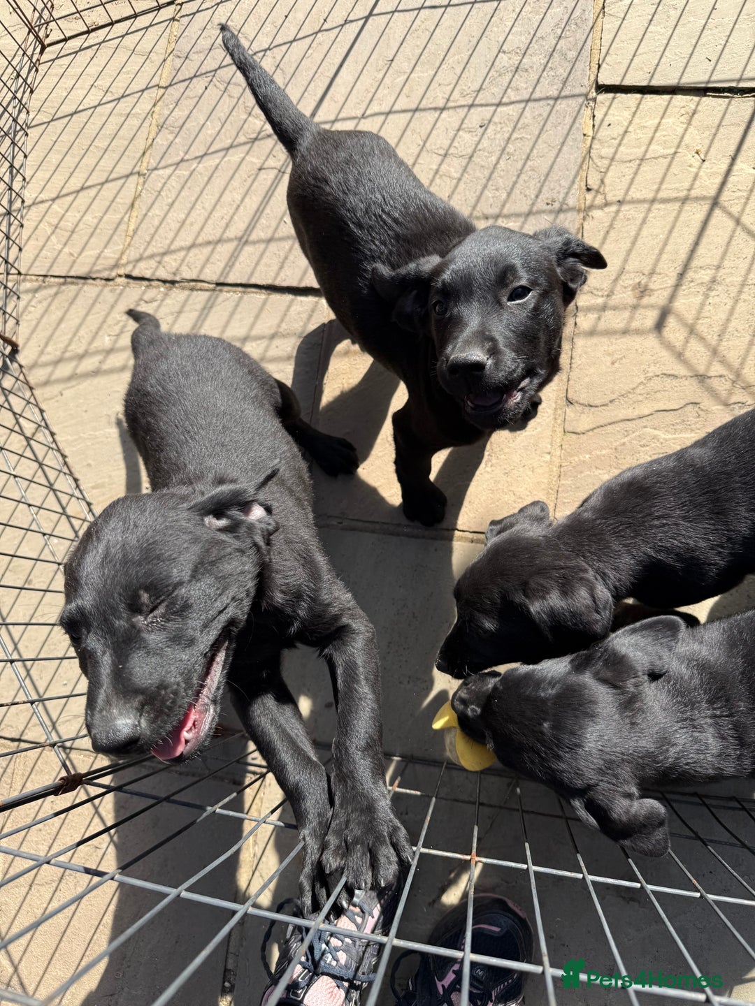Labrador Retriever dogs for sale: Stunning black Labrador puppies  - Image 18