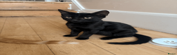 British Shorthair cats for sale: Ash & Cody  - Advert 5