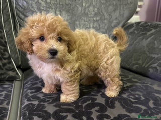 Maltipoo dogs - Advert 29