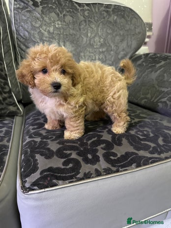 Maltipoo dogs - Advert 2