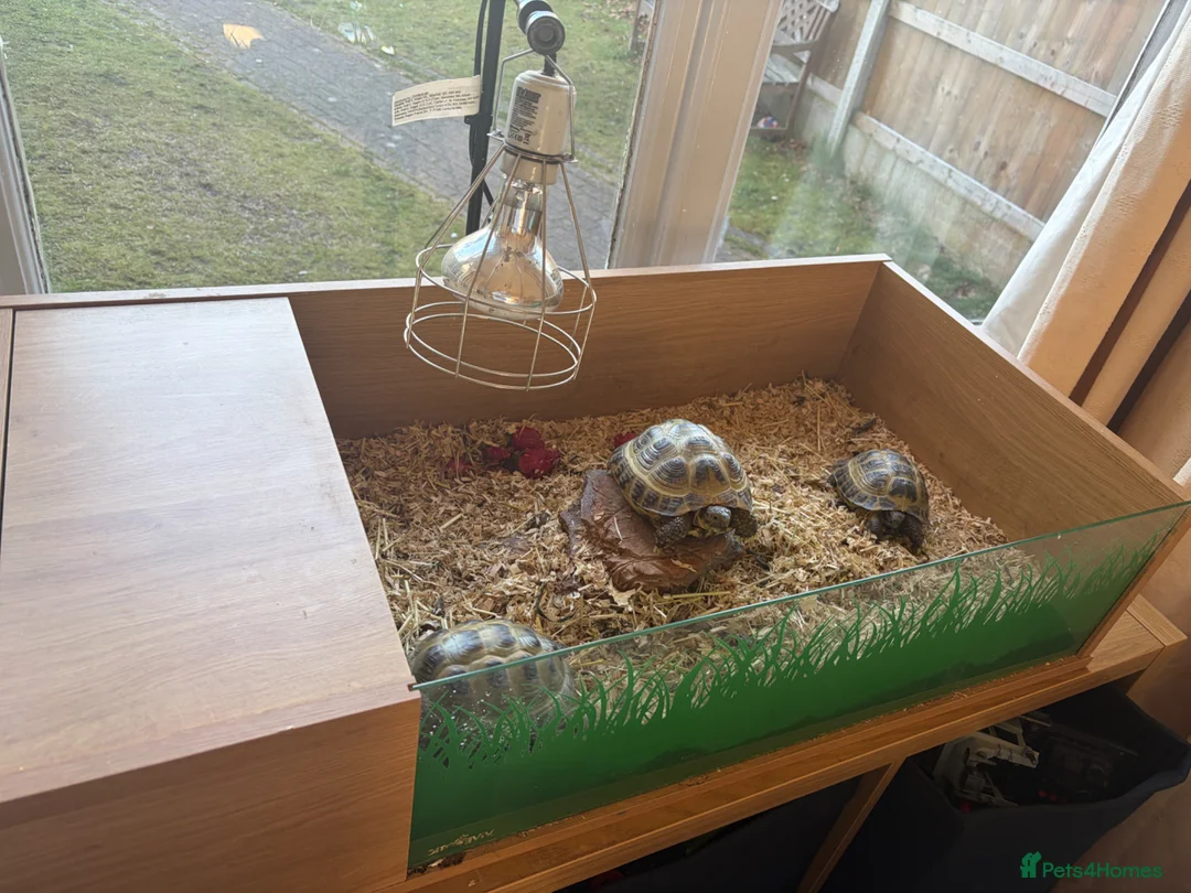Tortoise reptiles for sale: 3 Russian tortoises for sale plus enclosure  in Altrincham - Advert 6