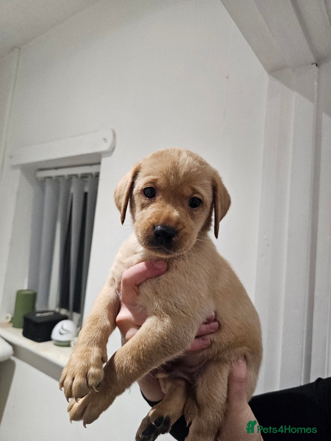 Labrador Retriever dogs for sale: 🐕3 pedigree labs remaing 🐕 - Advert 6