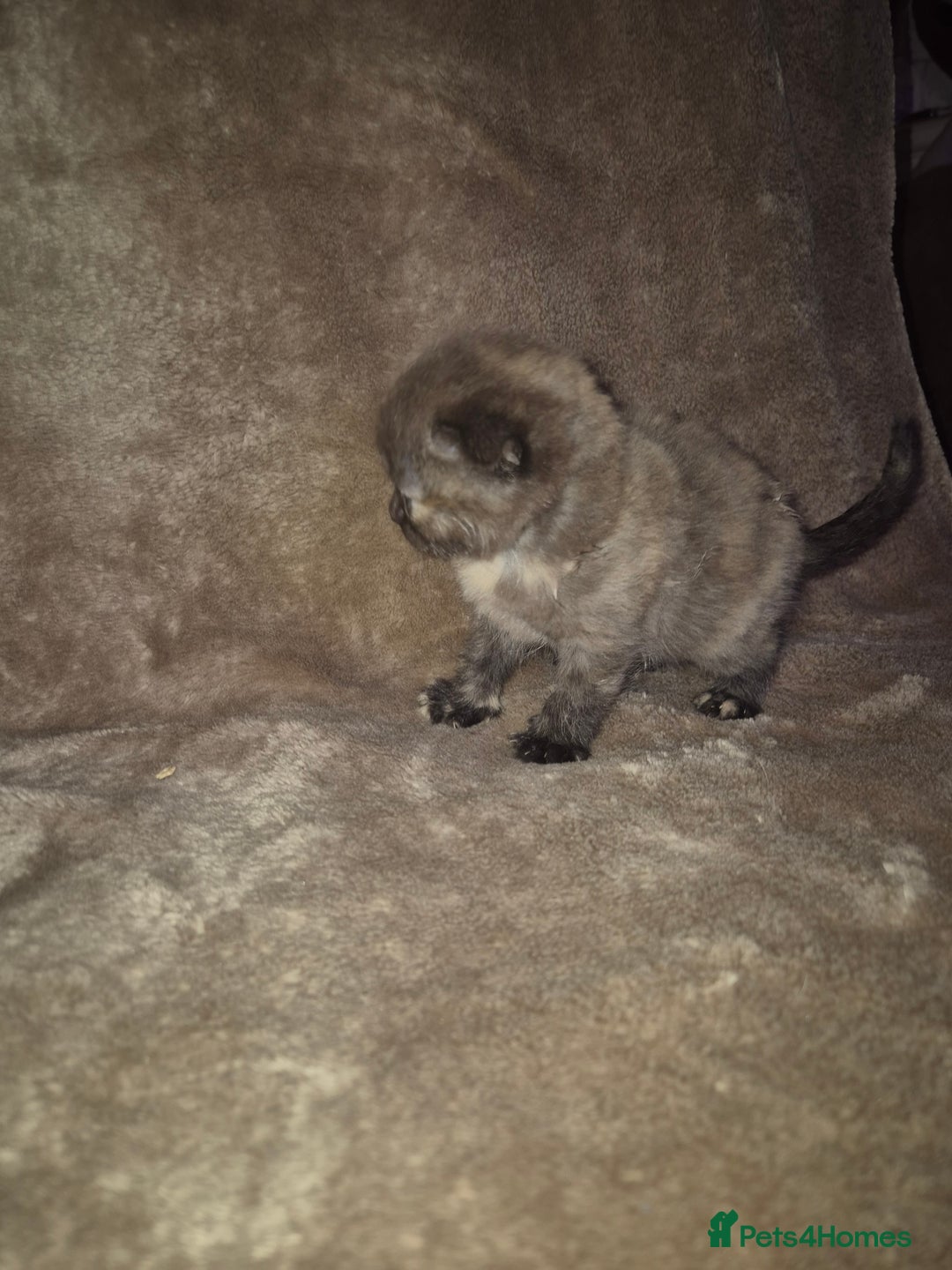 Scottish Fold cats for sale: Tica registered, parents pkd clear - Advert 11