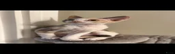 Devon Rex cats for sale:      🐾 Two Beautiful Devon Rex Kittens  - Advert 3