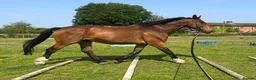 Shire horses for sale: 18.2hh 16yr old TB X Shire gelding - Advert 3