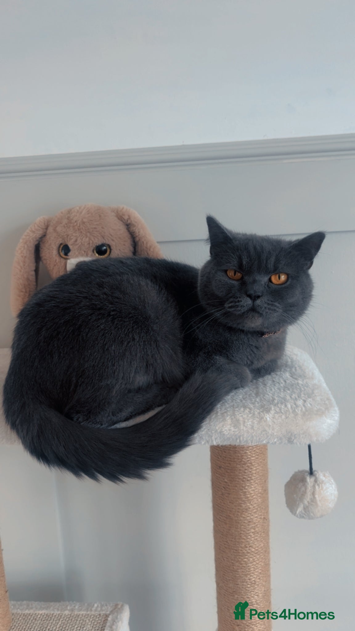 British Shorthair cats 3 year old British short hair girl  - Advert 1