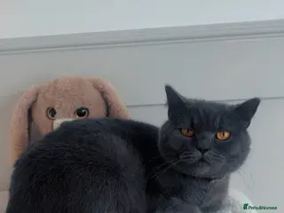 British Shorthair cats 3 year old British short hair girl - Advert 1