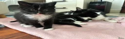 Mixed Breed cats for sale: 8 beautiful fluffy kittens 😻 - Advert 20