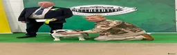 English Bulldog dogs for sale: Double CRUFTS winners bred bulldog puppies  - Advert 4