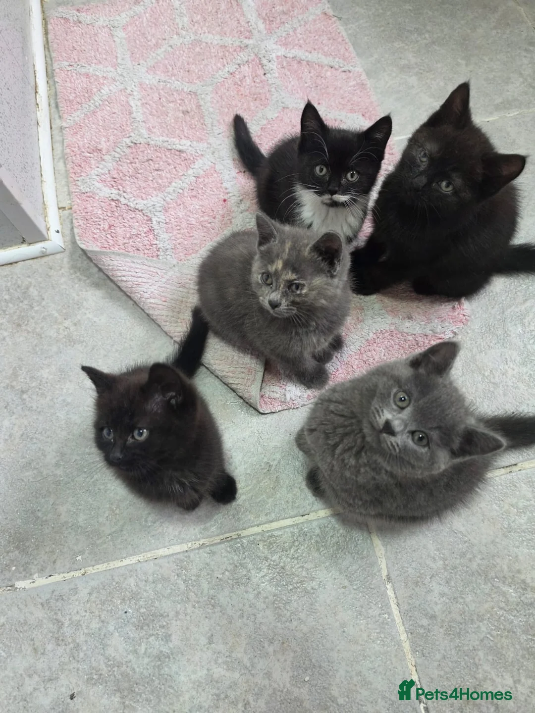 Mixed Breed cats for sale: British shorthair x maincoon - Advert 7