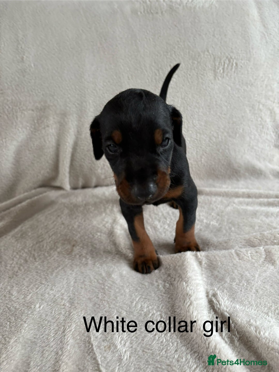 Dobermann dogs for sale: Beautiful European KC reg Doberman Puppies - Image 7