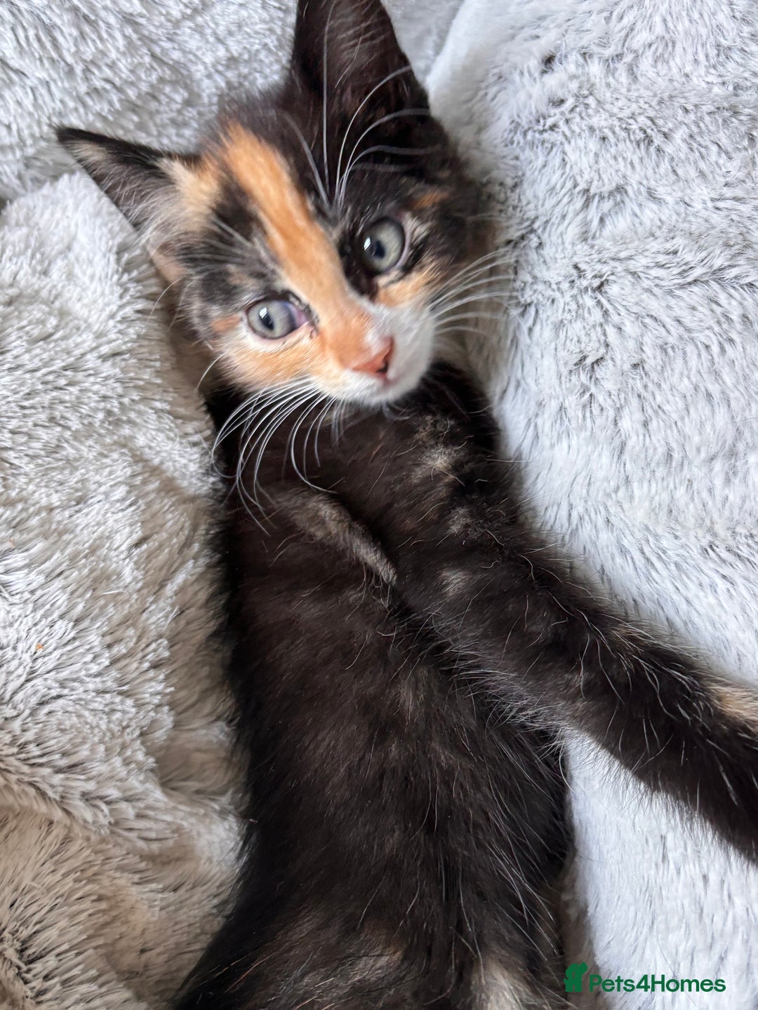 Maine Coon cats for sale: Maine coon x calico - Image 5