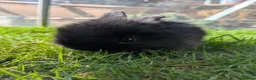 Mini Lop rabbits for sale: Beautiful Mini Lops For Sale  ˖Ი𐑼⋆ FOUR LEFT  - Advert 9
