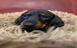 Dachshund dogs for sale: Smooth hair Dachshund puppies  - Image 7