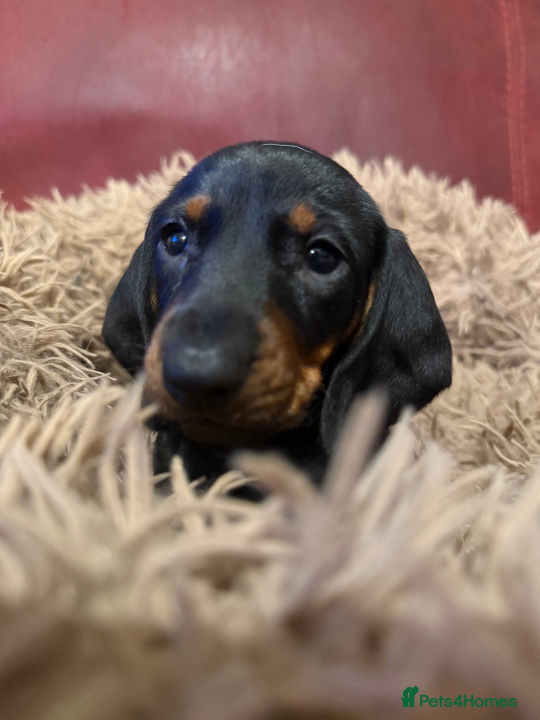 Dachshund dogs for sale: Smooth hair Dachshund puppies  - Image 7