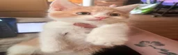 Mixed Breed cats for sale: 4 beautiful baby kittens - Advert 23