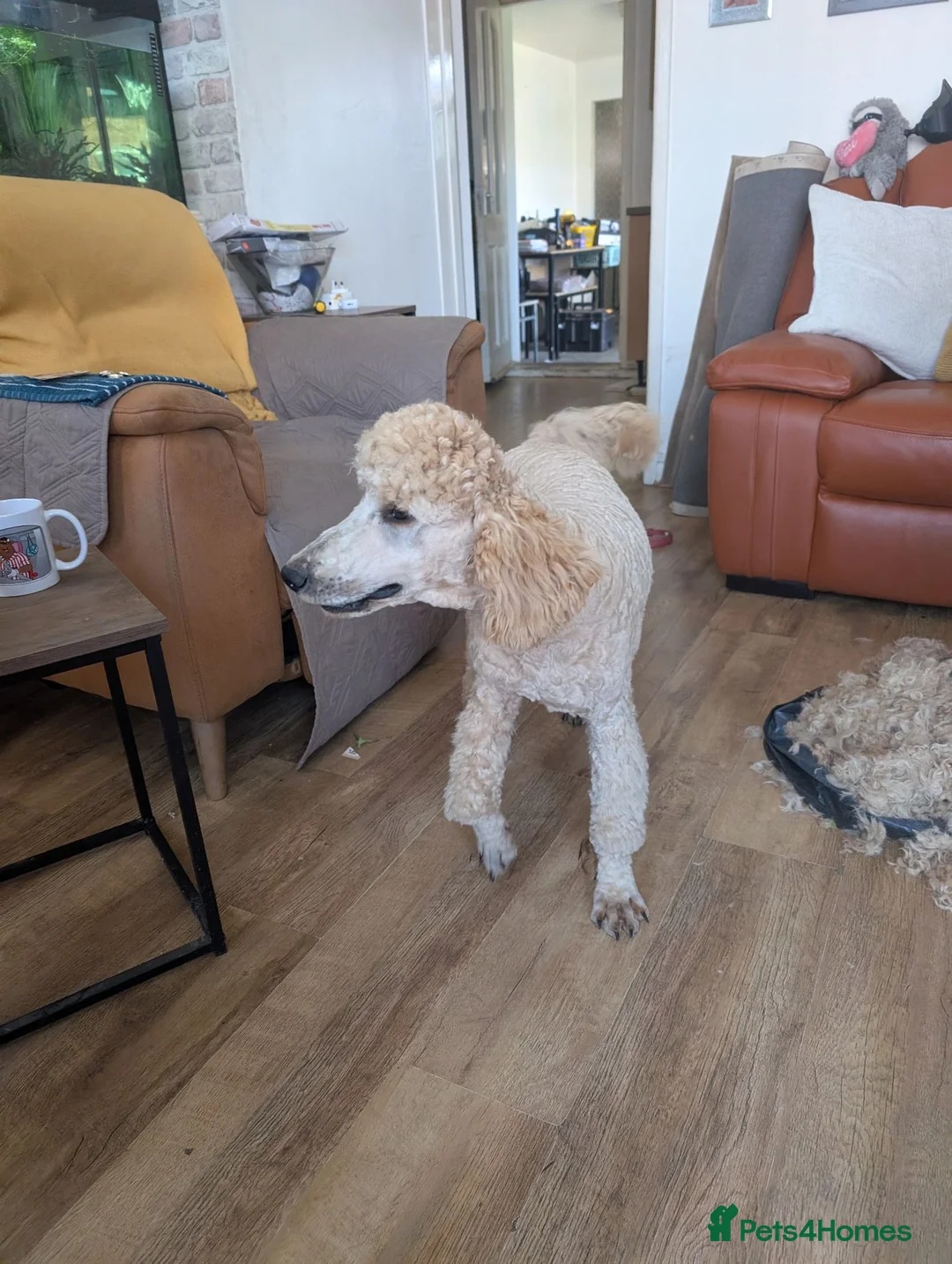 Standard Poodle dogs for stud: Standard Poodle for stud in Middlesbrough - Advert 2