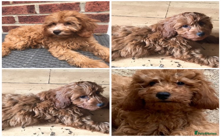 Maltipoo dogs - Advert 1