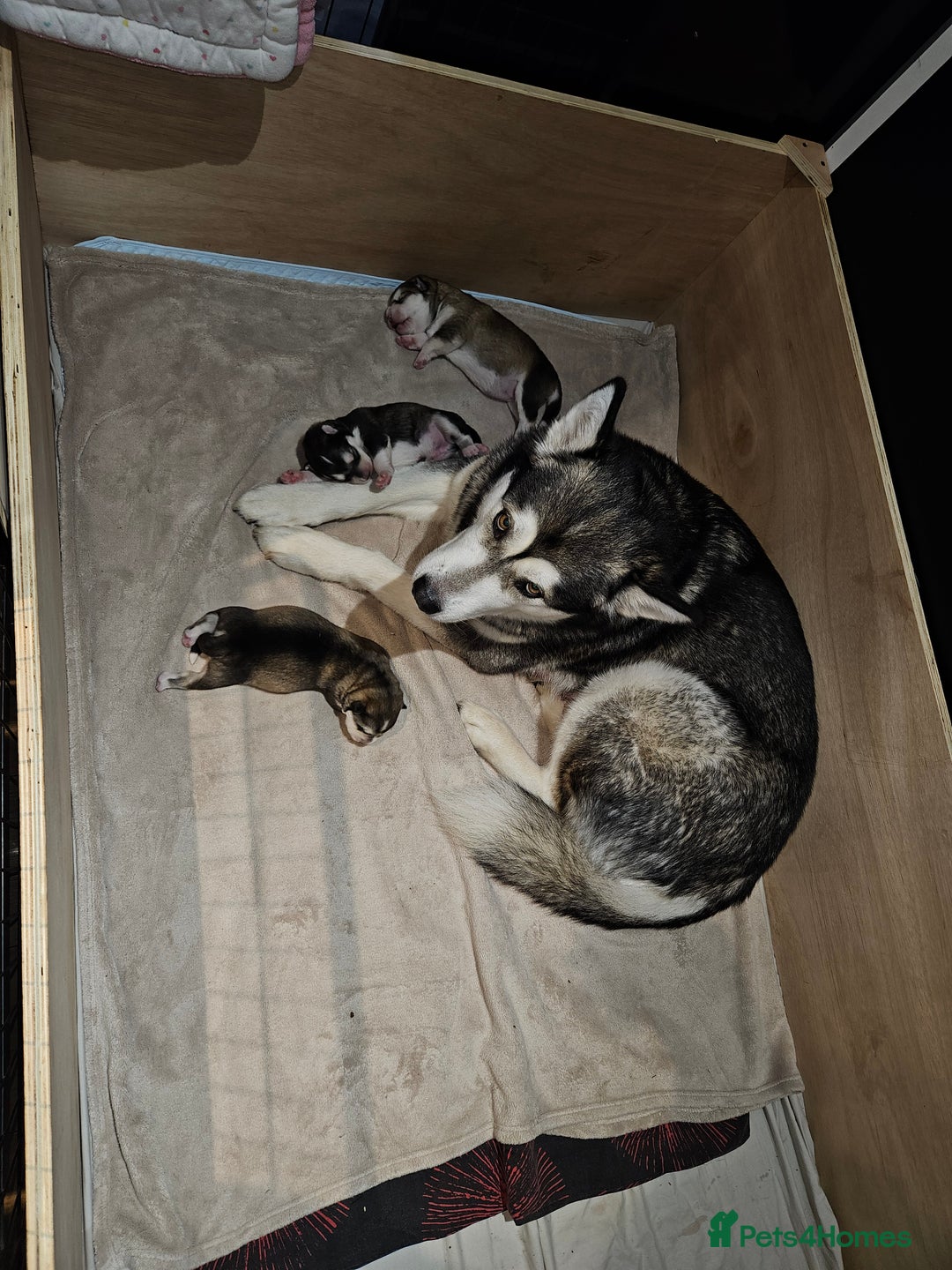 Alaskan Malamute dogs for sale: Litter B  - Advert 15