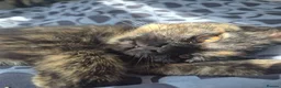 Mixed Breed cats for sale: Cats for sale - Advert 7